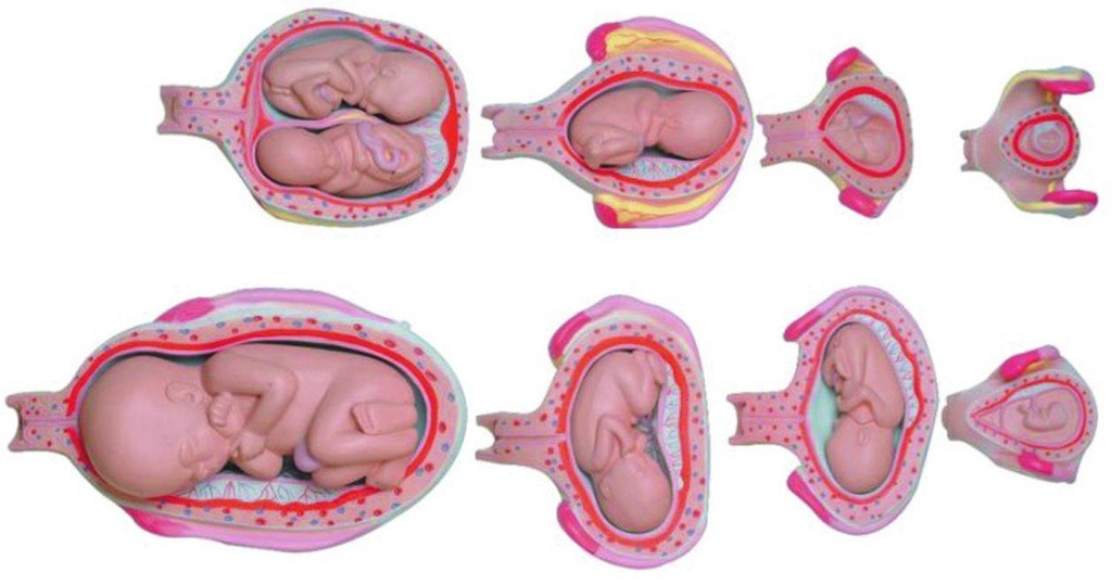 Modèle de développement du fœtus