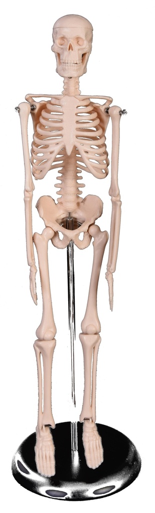 [#020073] Squelette humain - 42 cm 
