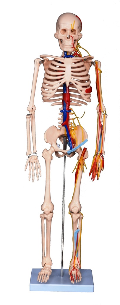 Squelette humain avec terminaisons nerveuses et vaisseaux sanguins - 85 cm