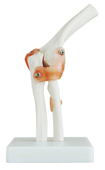 Modèle du coude dynamique