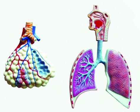 [#020079] Modèle du système respiratoire avec alvéole