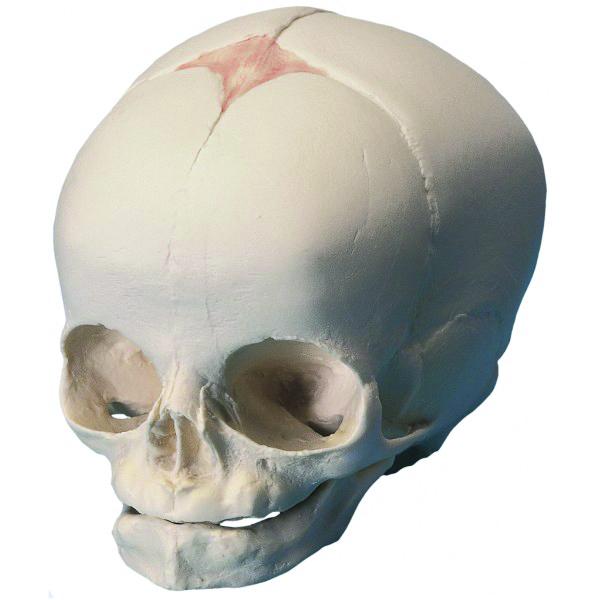 Crâne fœtus humain - 30 semaines