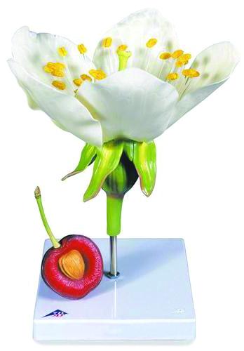 Modèle fleur de cerisier avec fruit
