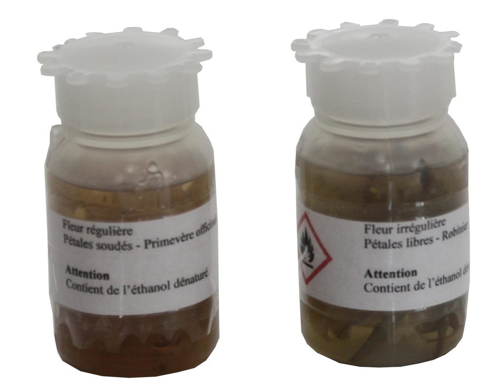 Dissection de boutons floraux