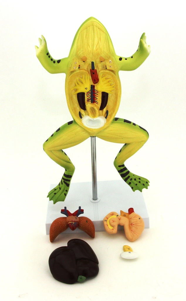 Modèle de grenouille démontable