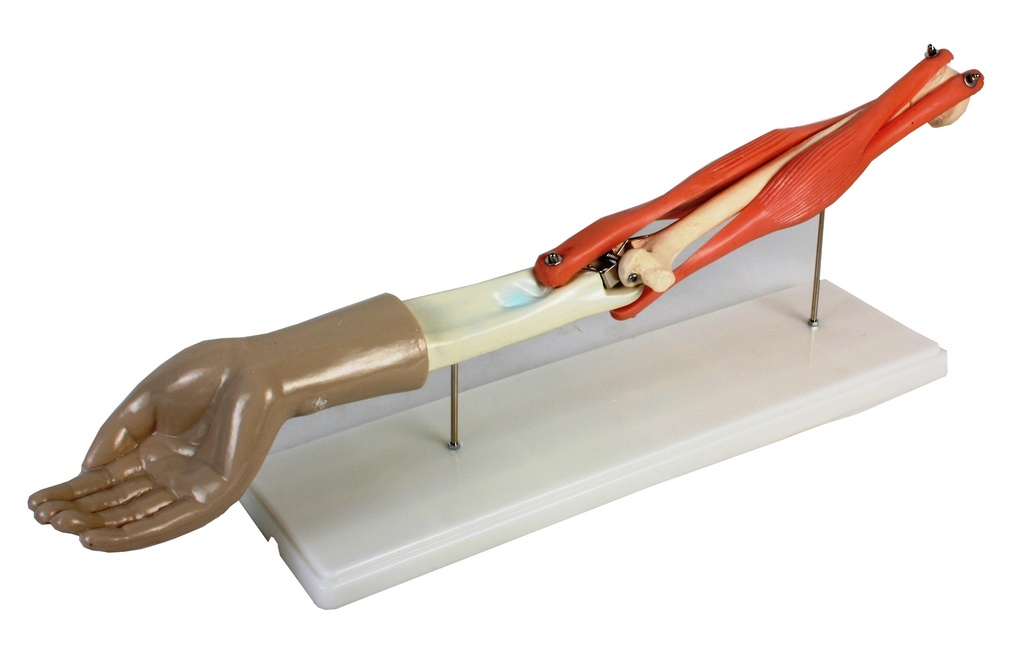 Modèle de coude avec muscles dynamique