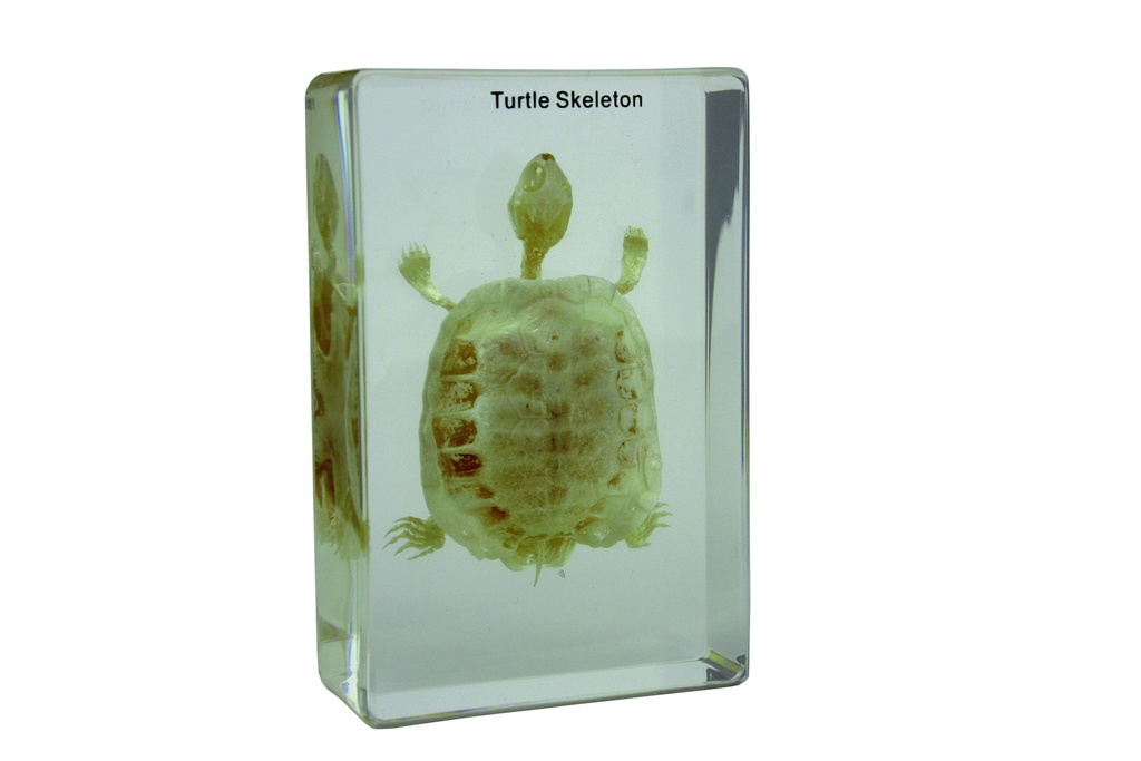 Squelette en inclusion résine : Tortue
