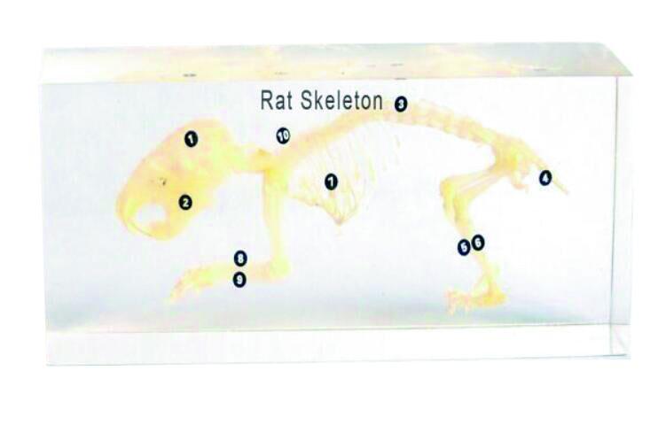 Squelette en inclusion résine : Rat