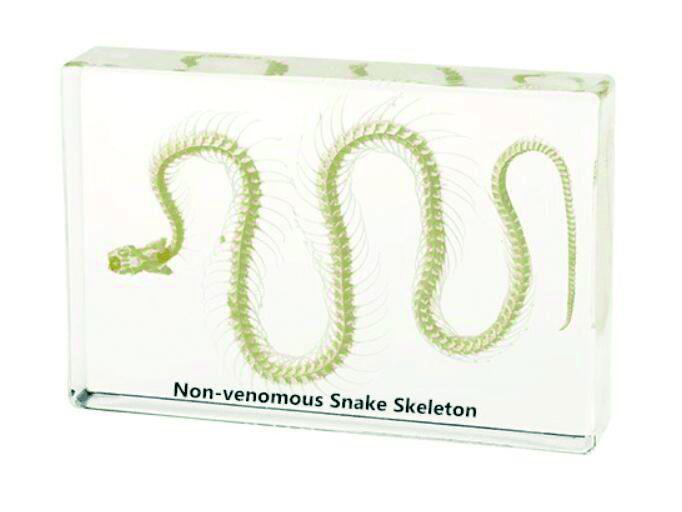 [#020106-S68294] Squelette en inclusion résine : Serpent