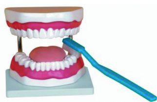 Modèle santé bucco-dentaire