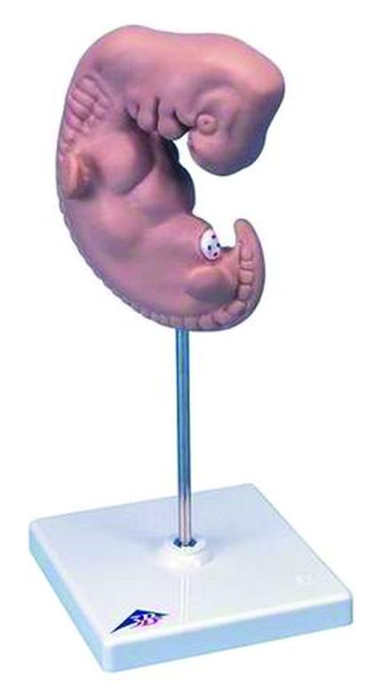 Modèle embryon humain grande taille