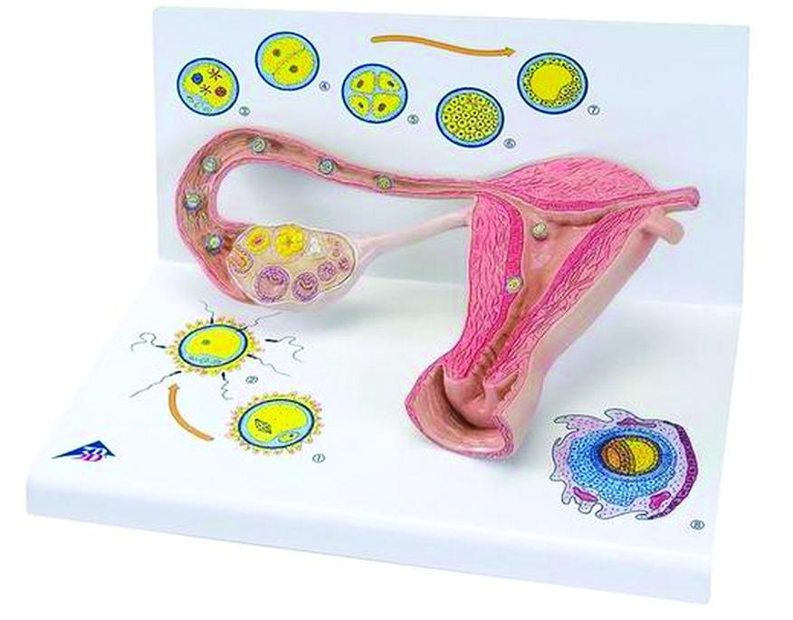 Modèle différents stades de la fécondation 