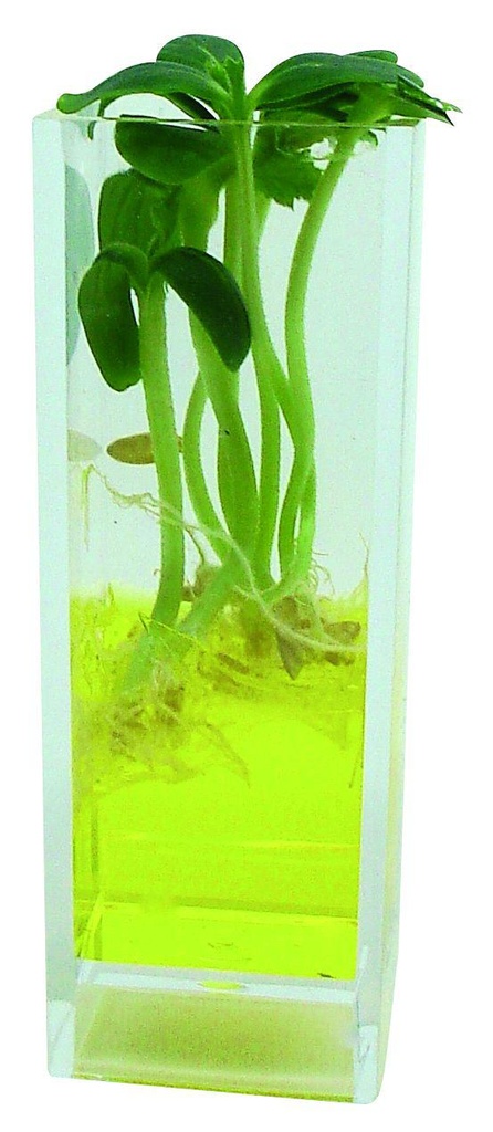 [#024016] Kit Germirama 3 plantes