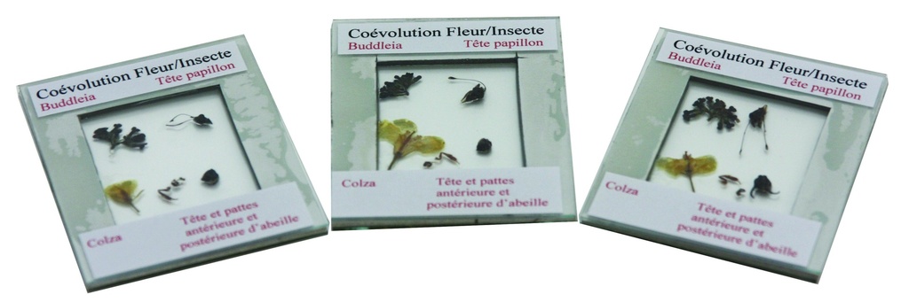 [#024039] Kit association fleur insecte