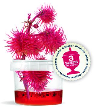 Kit culture sur gel : plantes médicinales