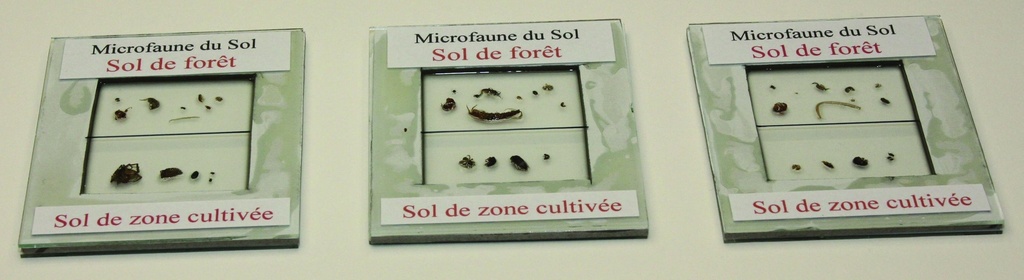 [#024073-S66305] Plaques de microfaune de sol cultivé et de sol de forêt (lot de 3)
