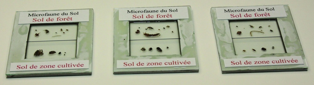 Plaques de microfaune de sol cultivé et de sol de forêt (lot de 3)
