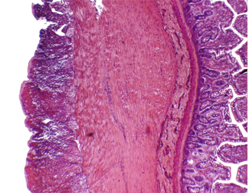 [027002] Histologie des vertébrés: Intestin grêle CT  