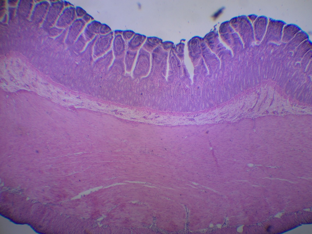 Histologie des vertébrés: Intestin grêle CT  