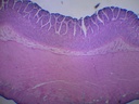 Histologie des vertébrés: Intestin grêle (rat ou chat) CT  