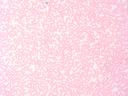 Histologie des vertébrés: Sang humain giemsa