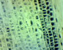 Angiospermes - Cellules et tissus: Mitose végétale racine jacinthe - CL