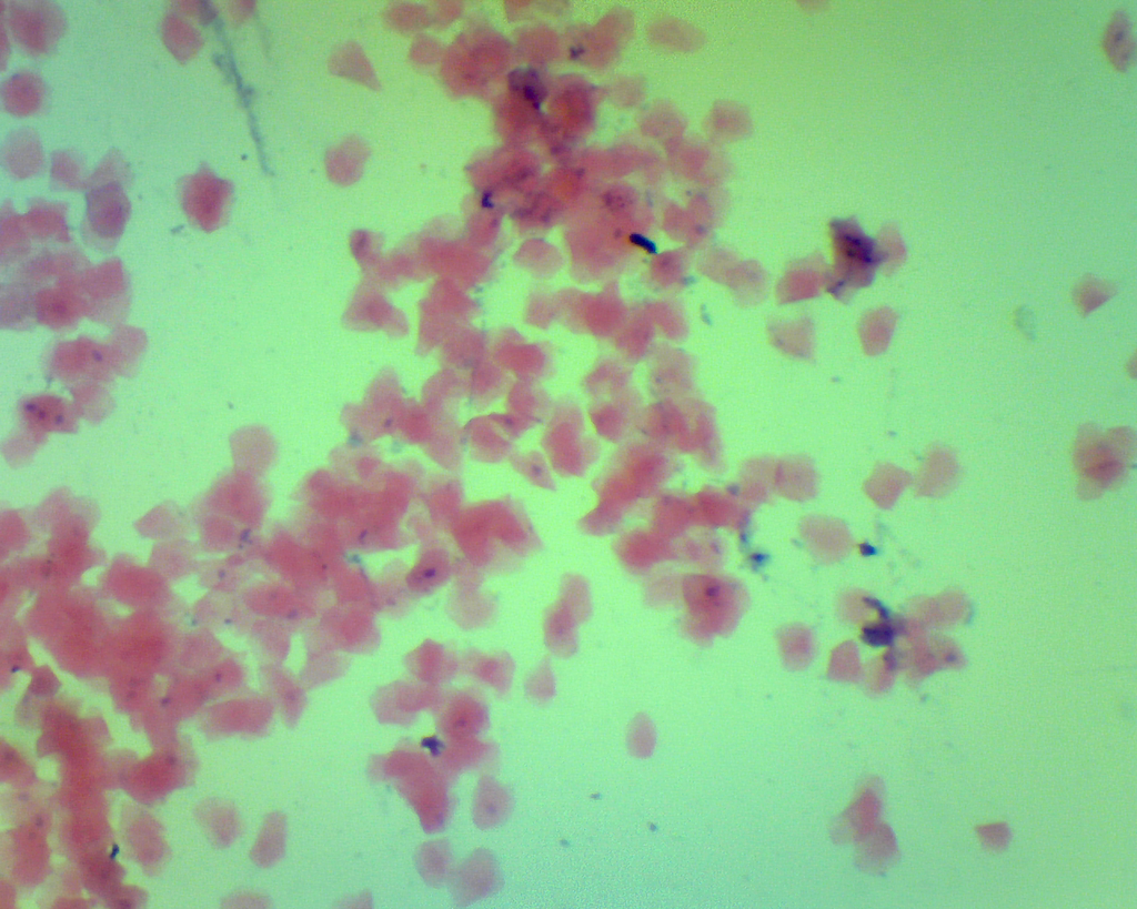 [027009-S60464] Cytologie et histologie diverses: cellules buccales homme    