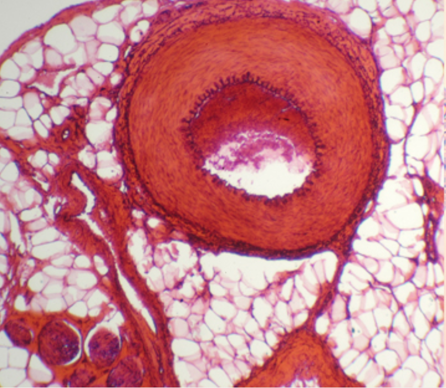[#027012-S01127] Histologie des vertébrés: Artère et veine - CT  