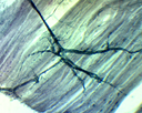 Histologie des vertébrés: Cellules nerveuses moelle - Terminaison de motoneurone - CT  