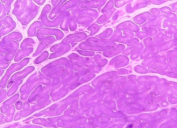 [#027017] Histologie des vertébrés: Testicule CT homme
