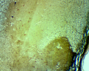 Histologie des vertébrés: Moelle épinière - rat - Cajal CT  