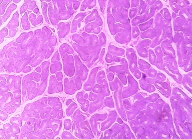Histologie des vertébrés: Testicule - rat CT  