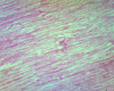 Histologie des vertébrés: Moelle épinière coupe sagittale
