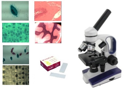 Coffret préparations microscopiques: Pollens colorés - 15 préparations