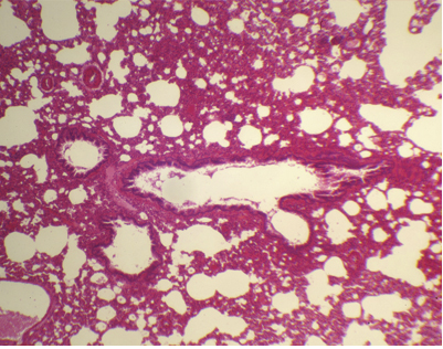[027192-S01136] Histologie des vertébrés: Poumon lapin