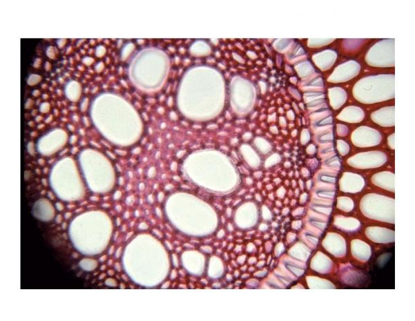 Angiospermes - Cellules et tissus: Cuticule et stomate tige CT