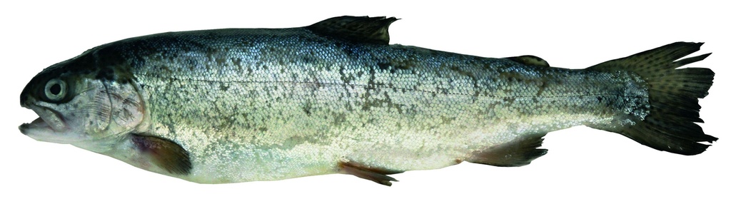 Animal congelé : Truite