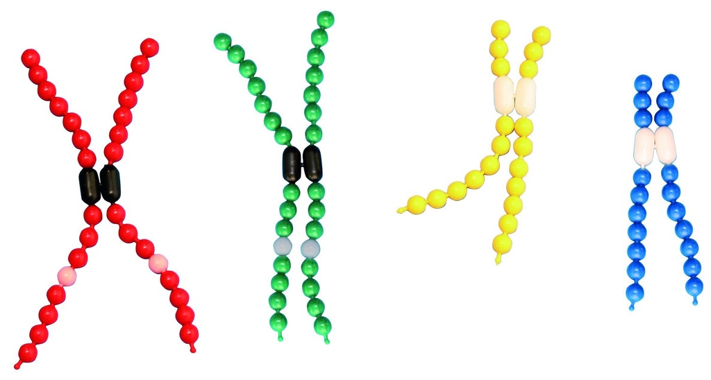 [029007] Modèle de chromosomes