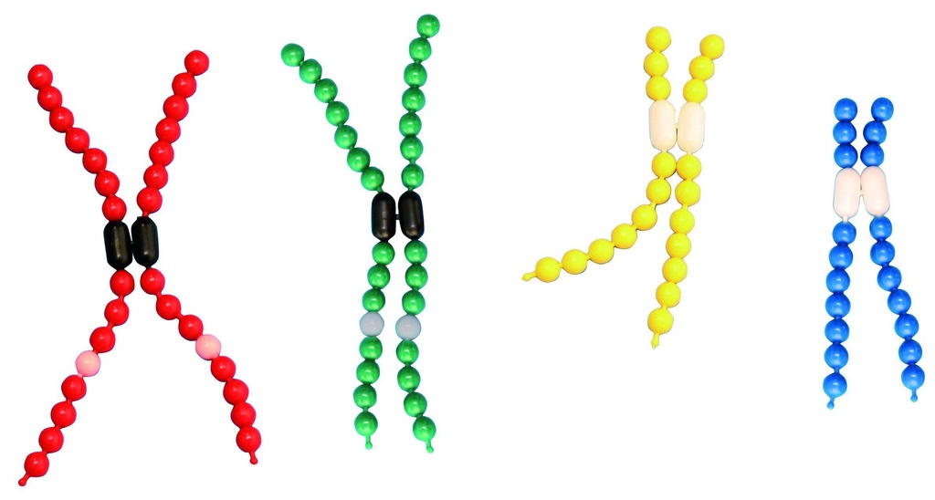 Modèle de chromosomes