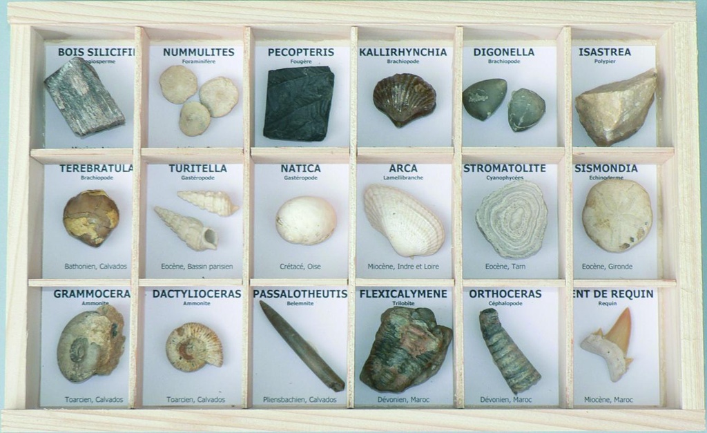 Collection de 18 fossiles véritables