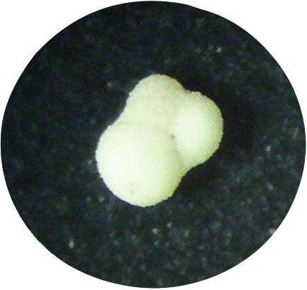 [#031019-S64431] Kit de TP : Marnes de Bidart en résidu sec