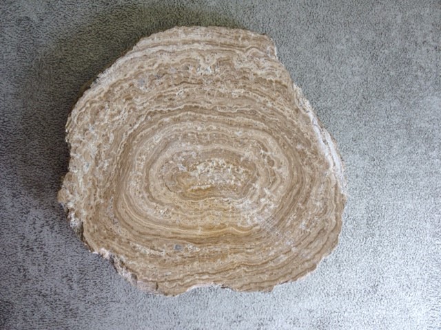 [#031021-S60441] Fossile véritable : Stromatolite coupée et polie