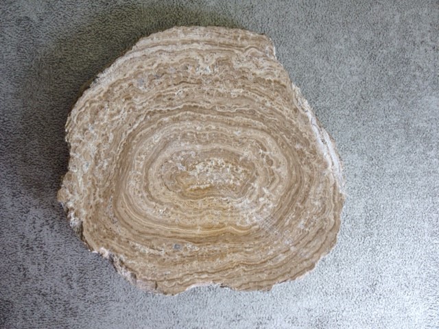 Fossile véritable : Stromatolite coupée et polie