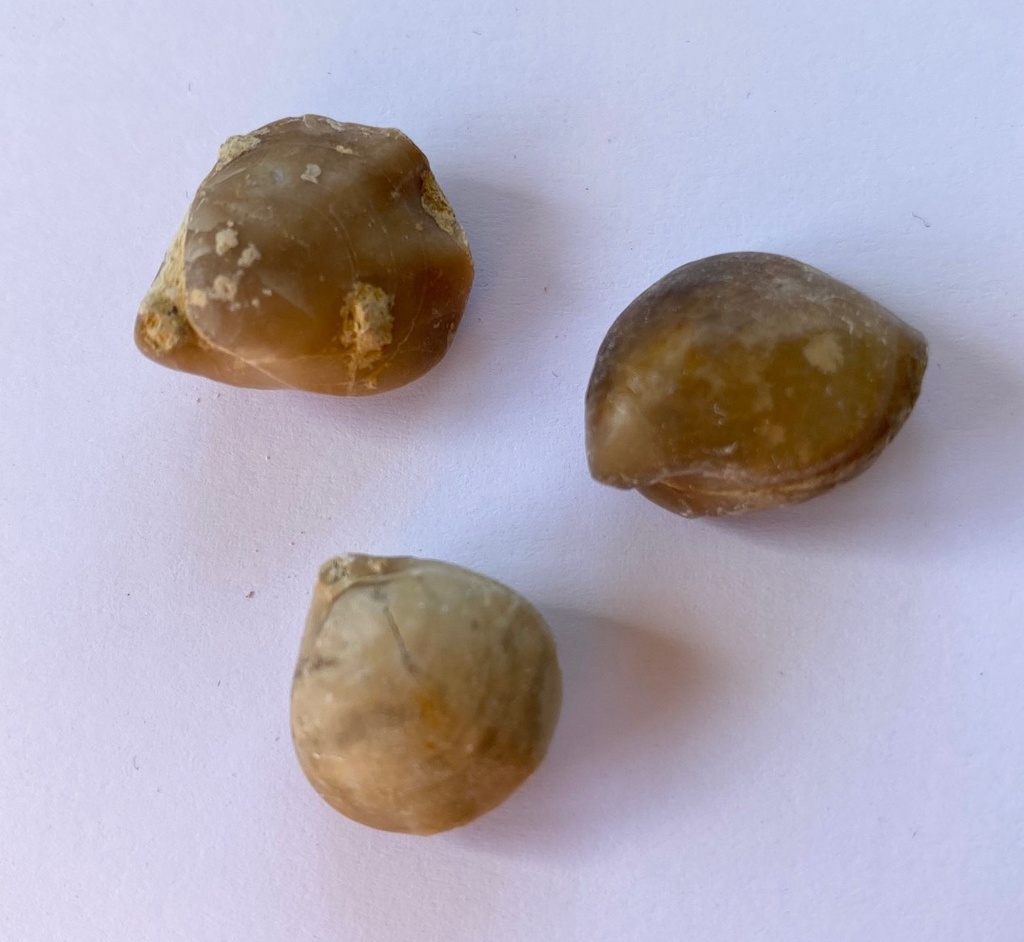 Fossiles véritables :  Térébratule (lot de 10)