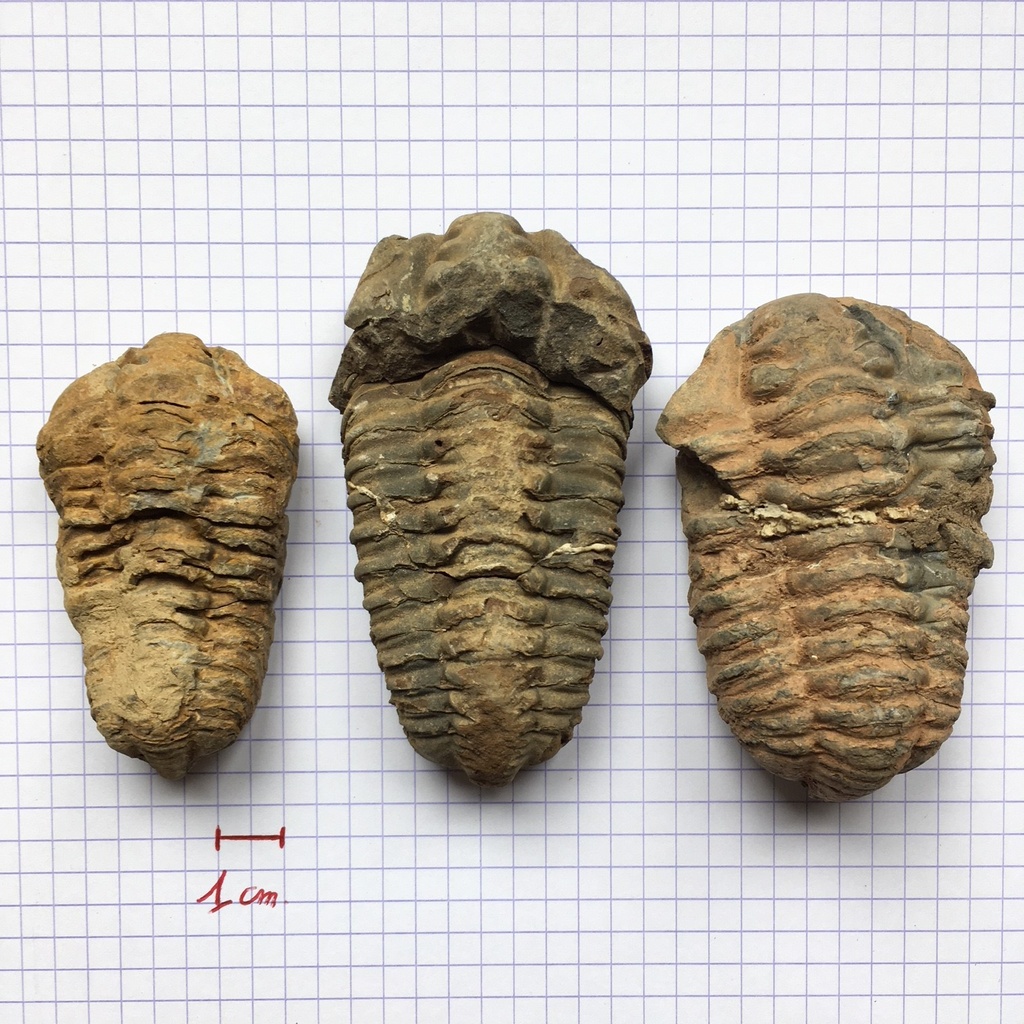 [#031026-S60457] Fossiles véritables : Trilobite (lot de 3)