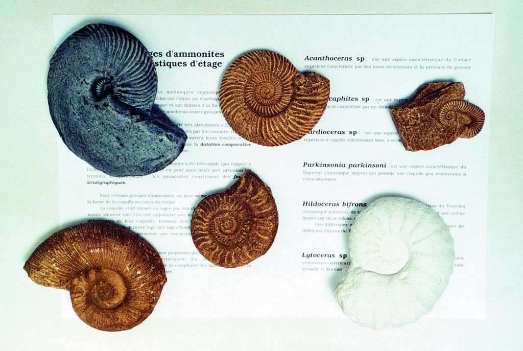[#031027] Collection de fossiles : 6 moulages d'ammonites