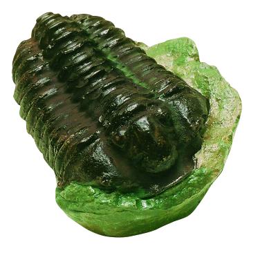 Collection de fossiles : 4 moulages de tribolites