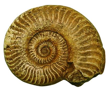 Kit comparaison des moulages d'ammonite et de nautile