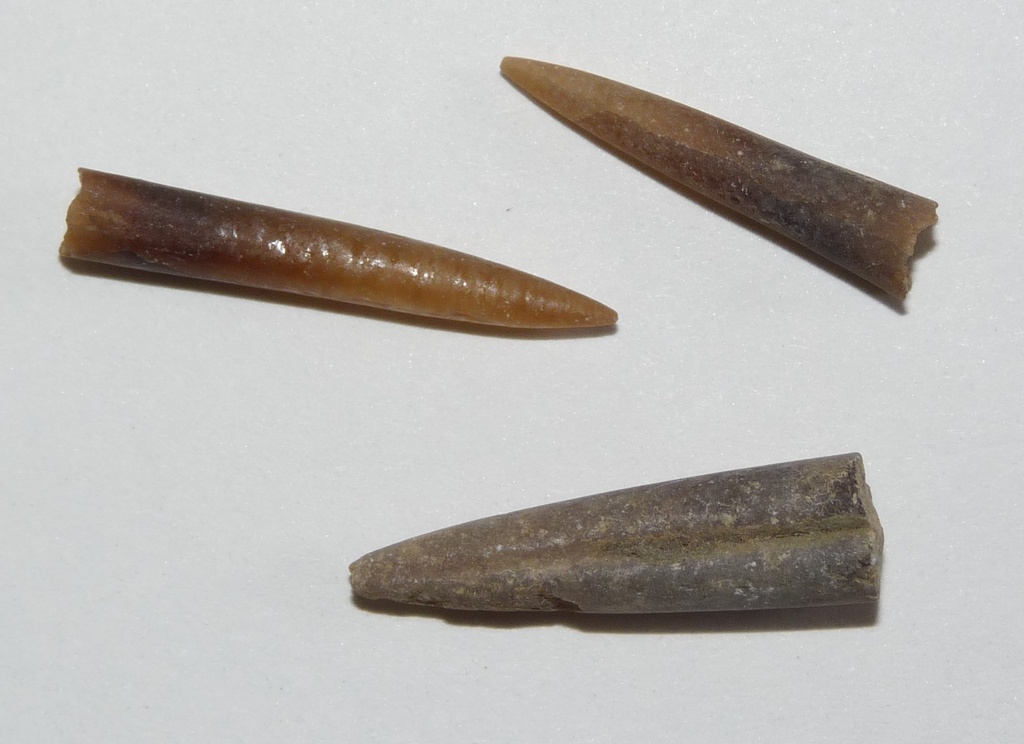 Fossiles véritables : Bélemnite - rostre (lot de 4)