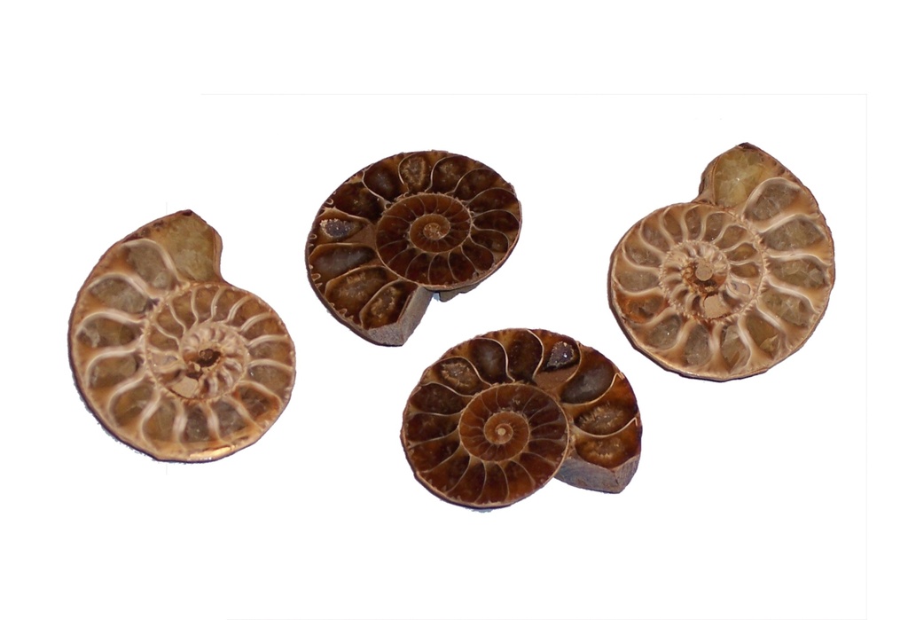 Fossiles véritables : Ammonite - demie (lot de 4)